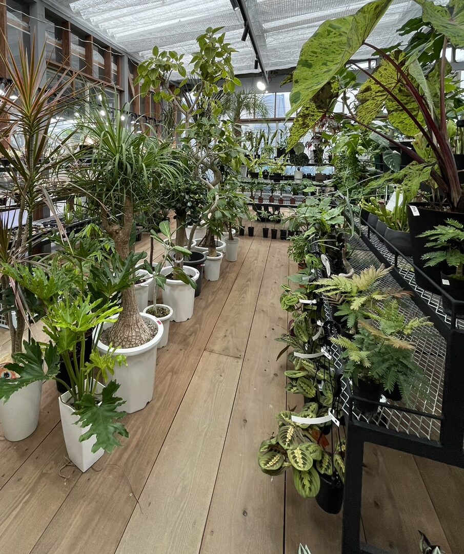 マニアックな植物＆雑貨のお店 KAWASEMI - KTQUEST｜福岡・北九州の