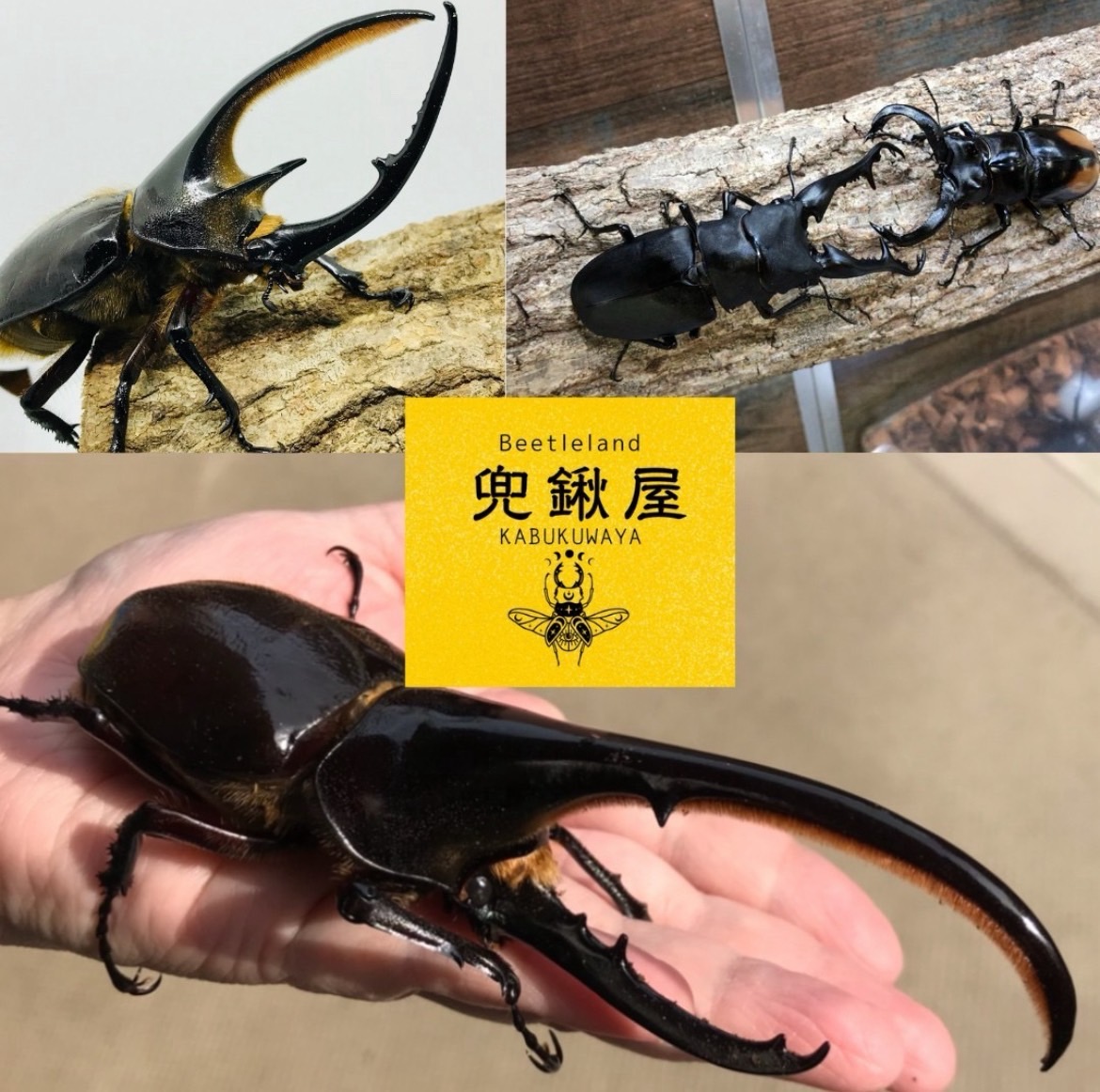 カブトムシヘッド アバオ ABAO UNBOX ソフビ vag 台湾ブランド Beetleland兜鍬屋(カブクワヤ) - KTQUEST｜福岡・北九州のおでかけ情報